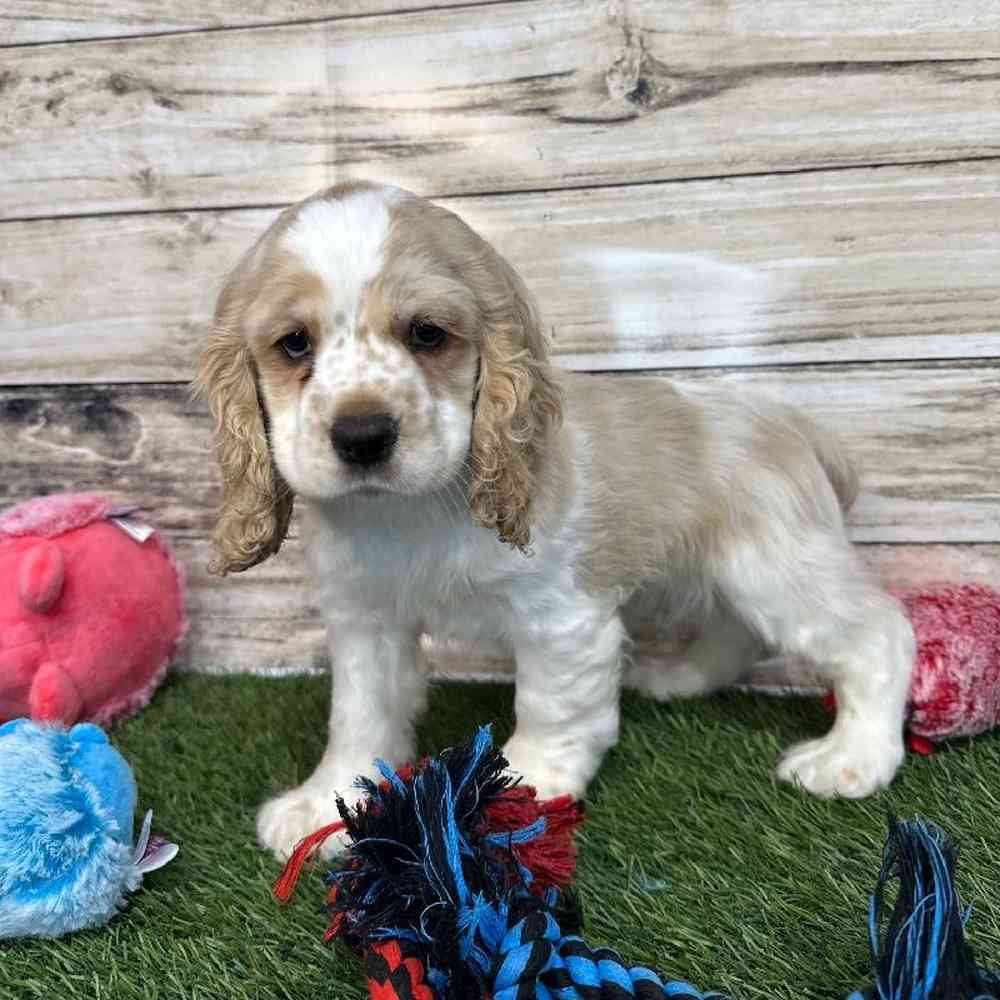 Male Cockalier Puppy for Sale in Saugus, MA