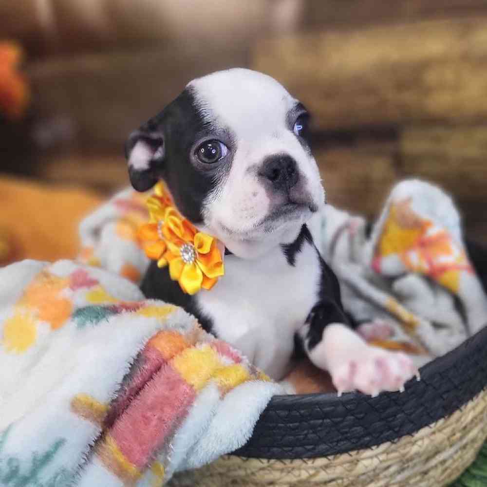 Female Boston Terrier Puppy for Sale in Saugus, MA
