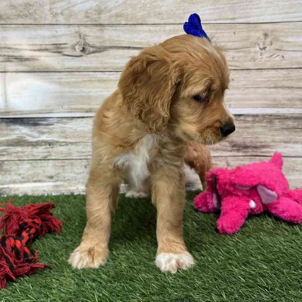 Female Golden Cocker Retriever Puppy for Sale in Saugus, MA
