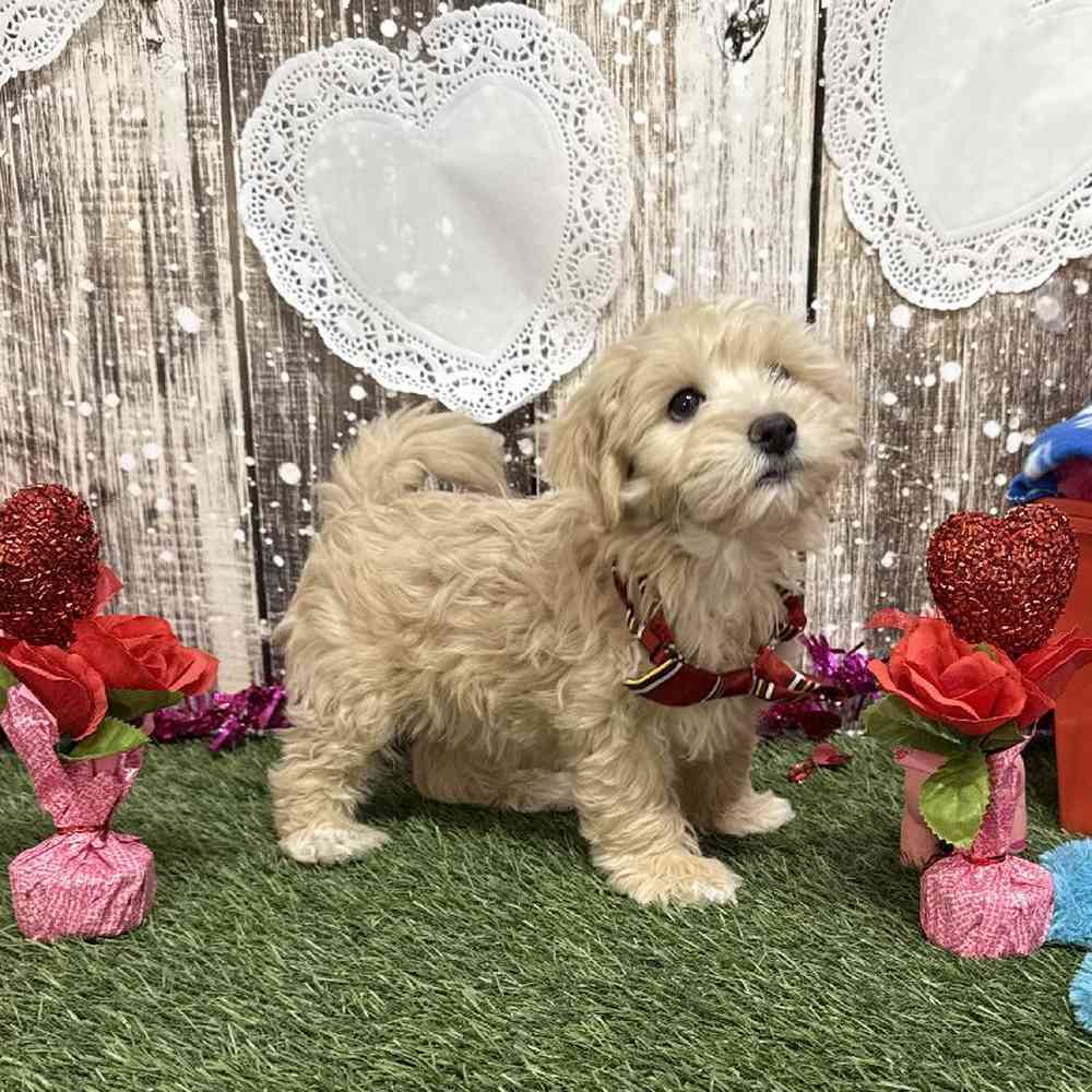 Male Cockapoo 2nd Gen Puppy for Sale in Saugus, MA