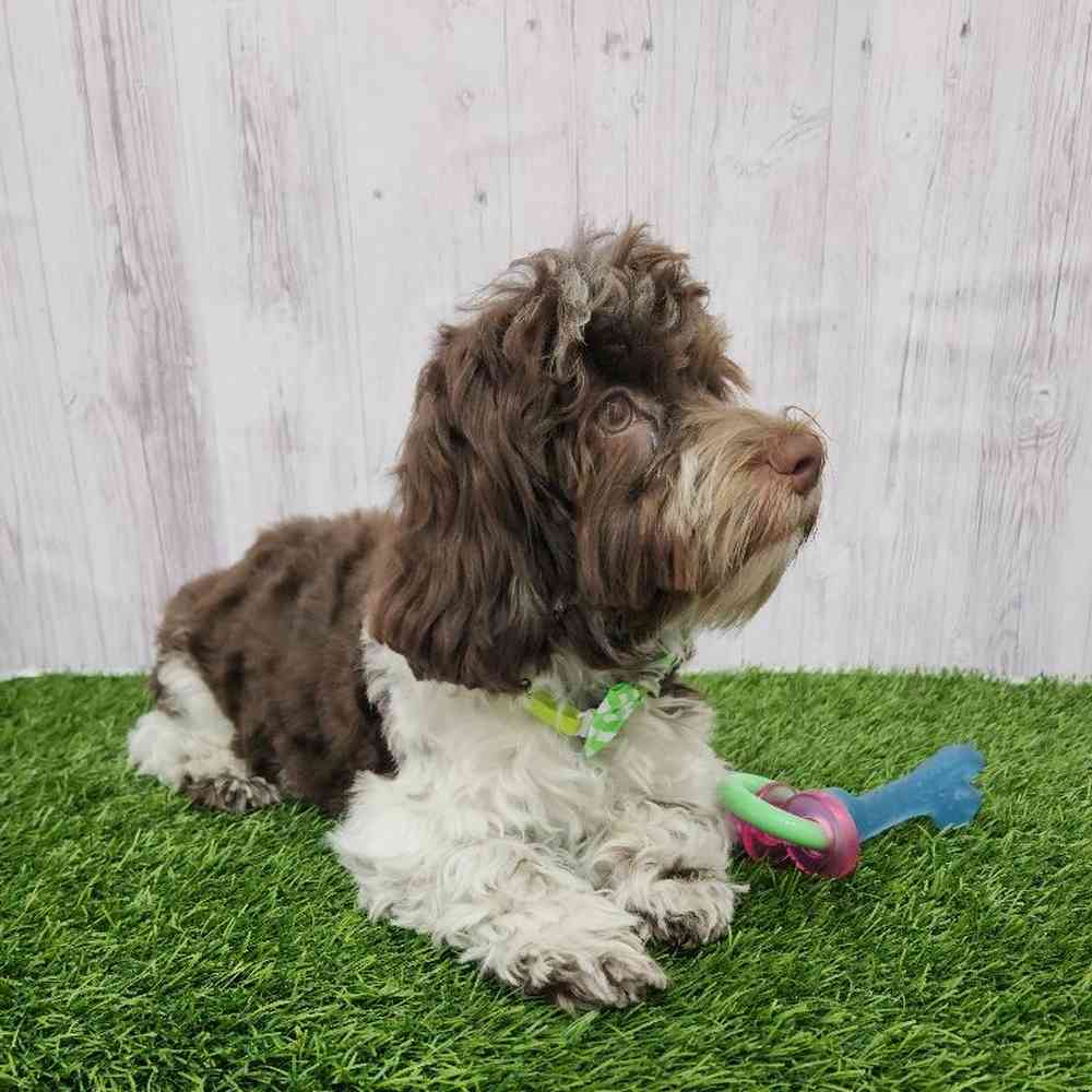 Male Havanese Puppy for Sale in Braintree, MA