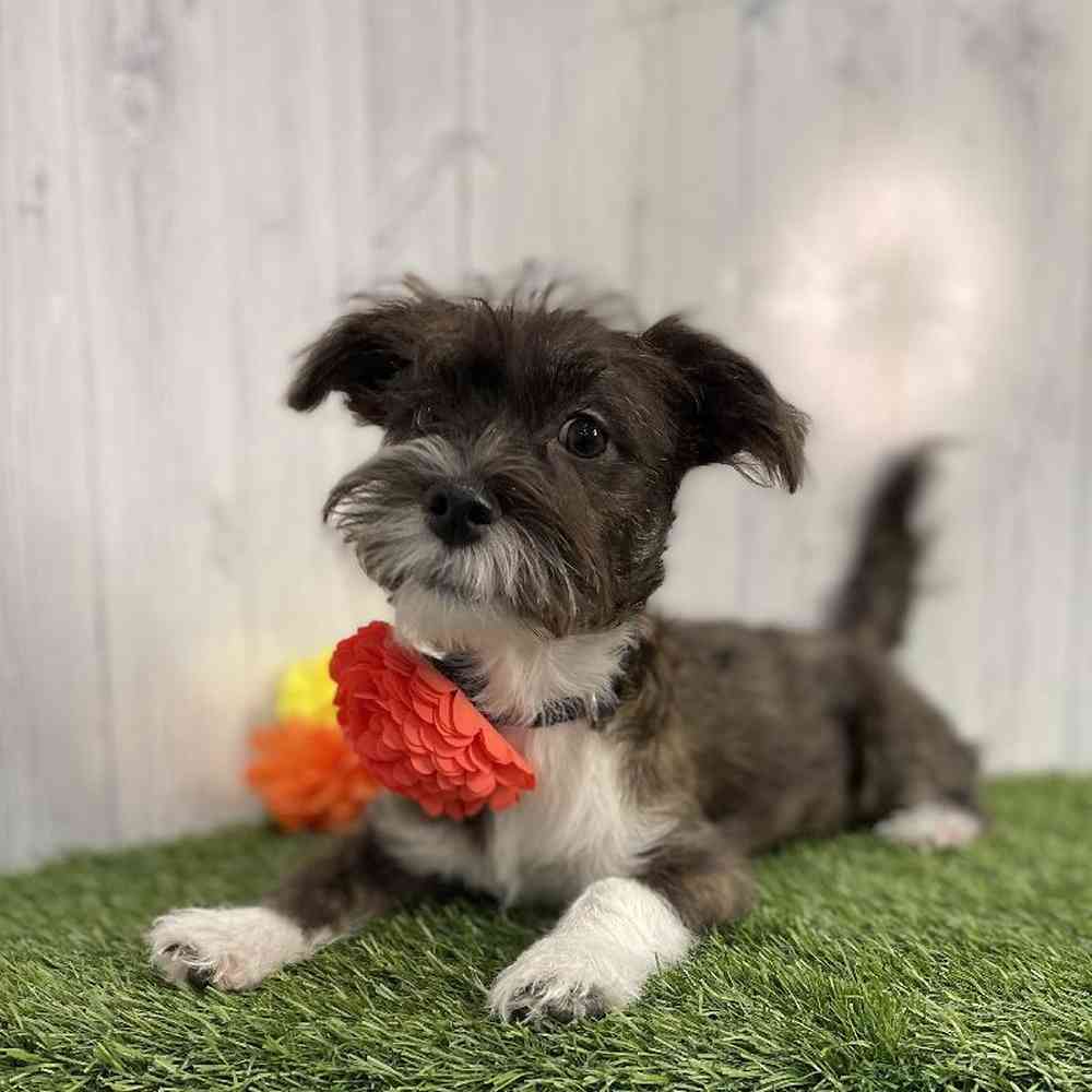 Female La-Westie Puppy for sale