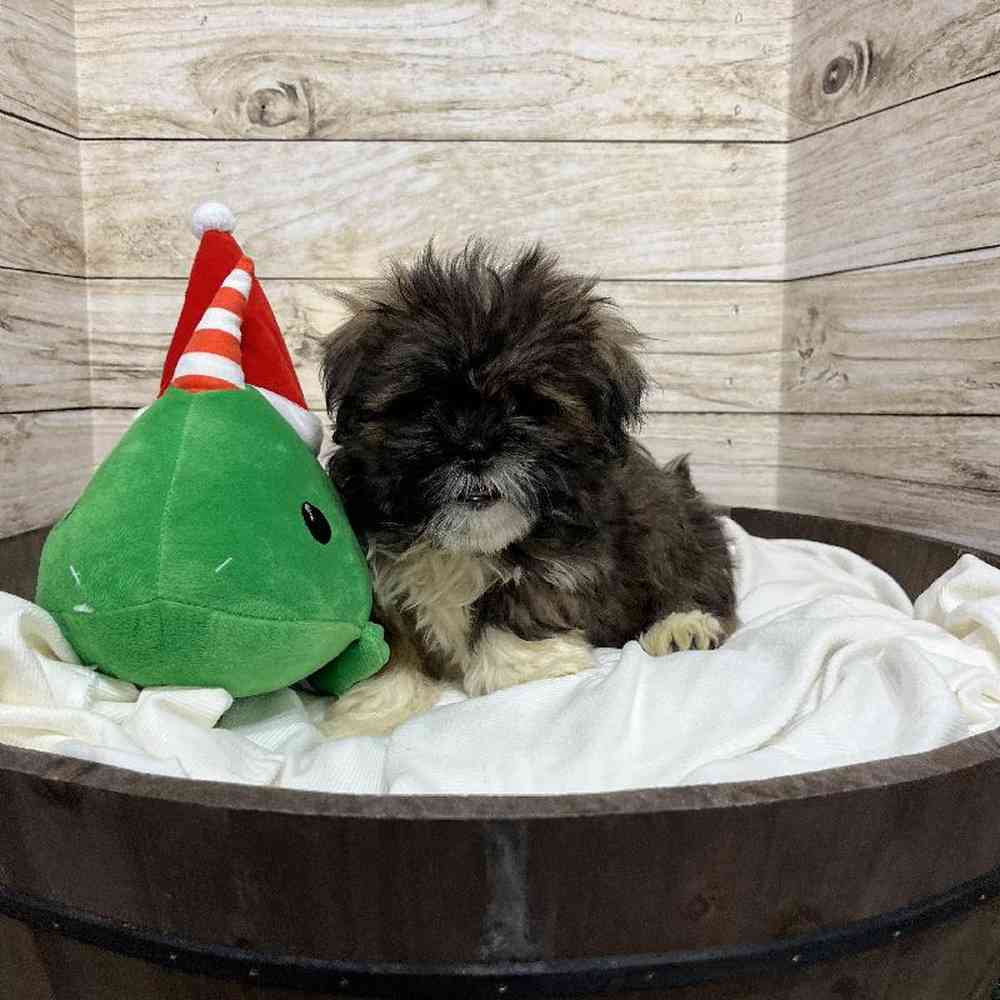 Female Lhasa Apso Puppy for Sale in Saugus, MA