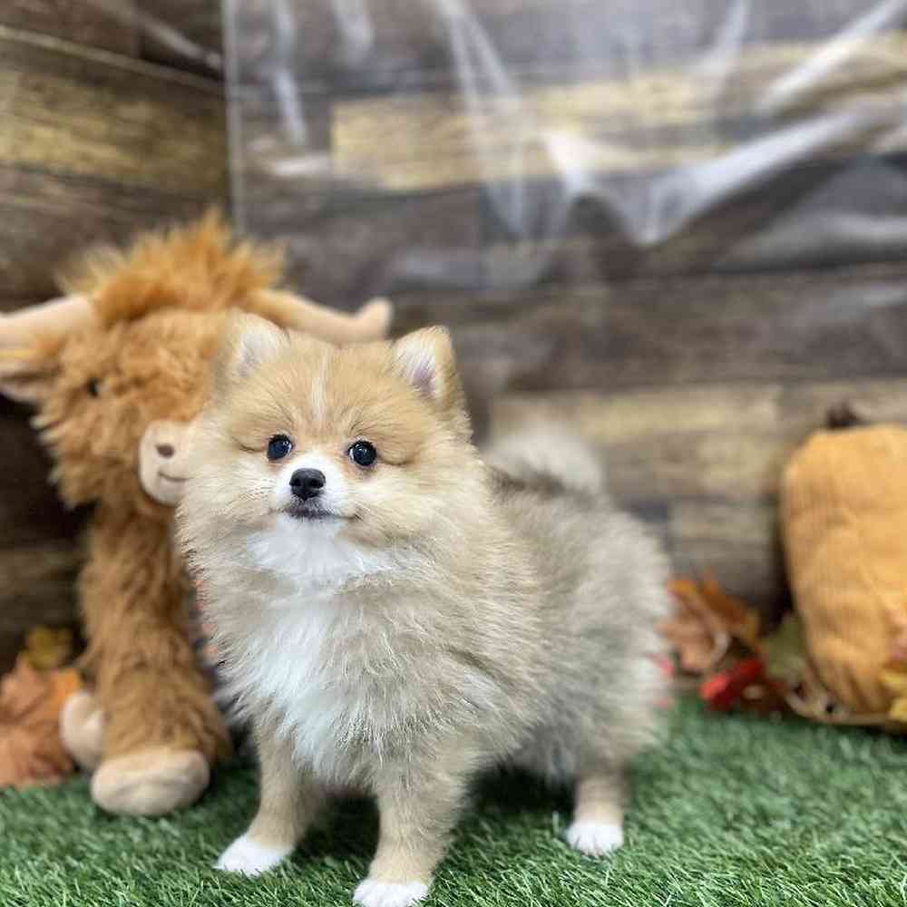 Female Pomeranian Puppy for Sale in Braintree, MA