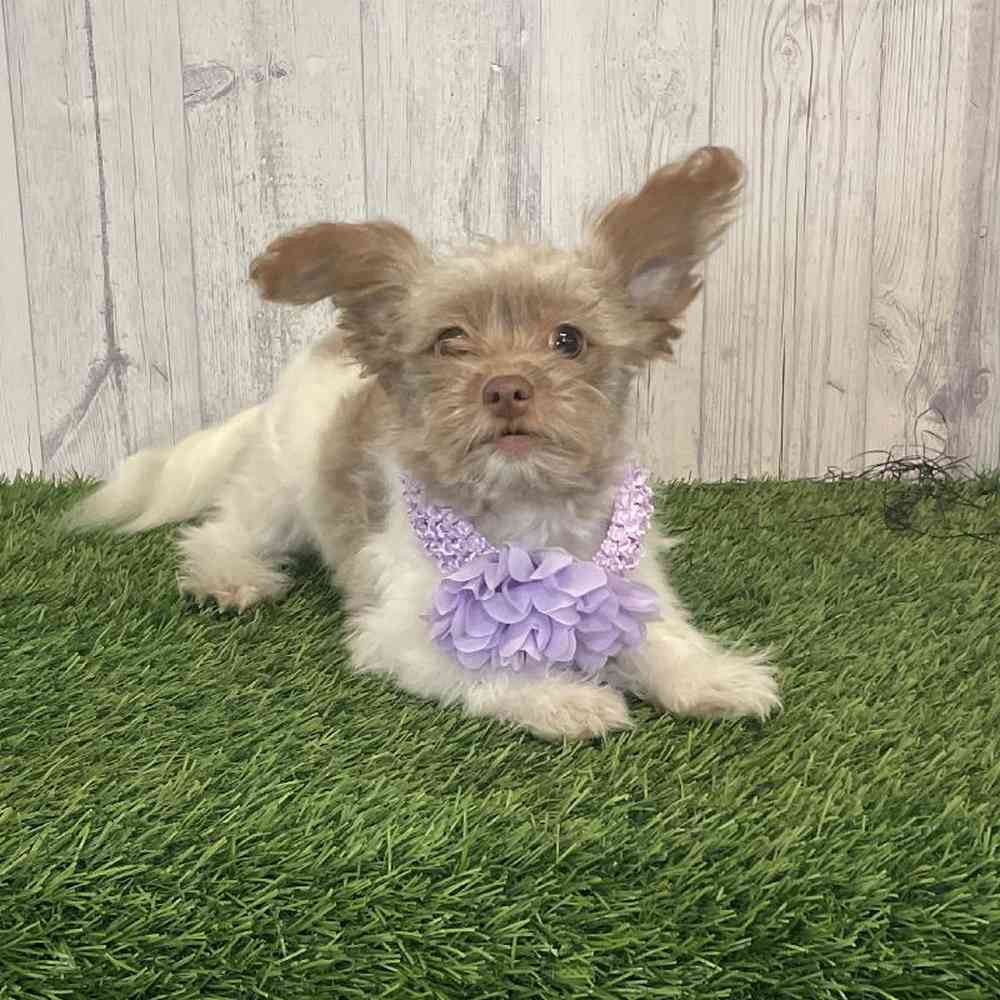 Female Hava-Pom Puppy for sale