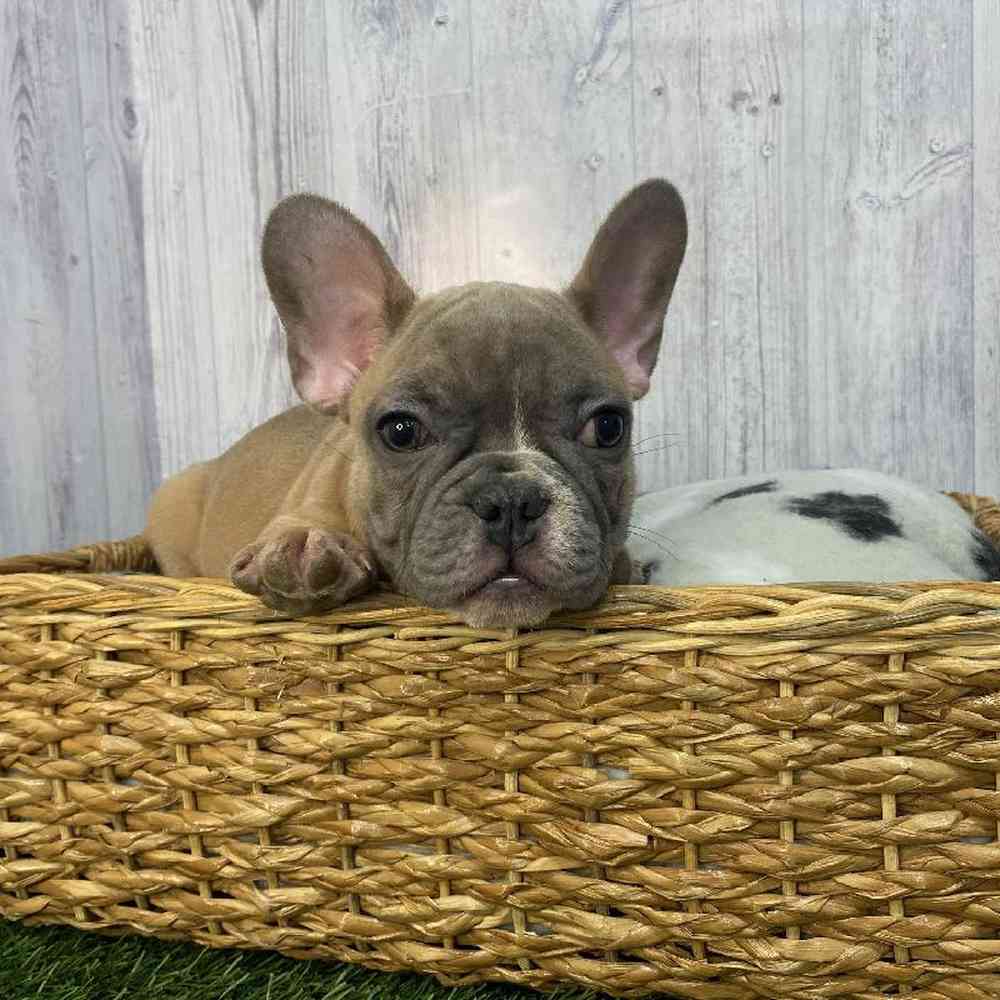 Male French Bulldog Puppy for Sale in Saugus, MA