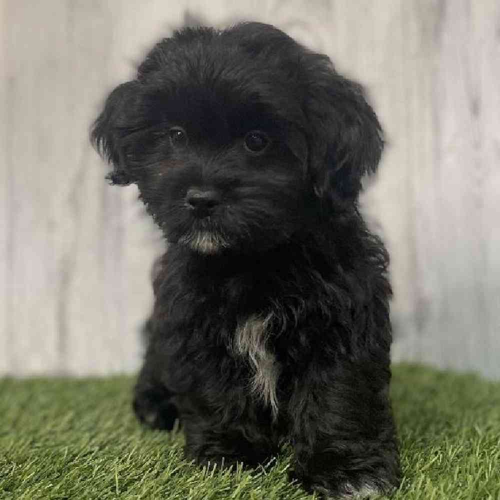Male Shih-Poo Puppy for sale