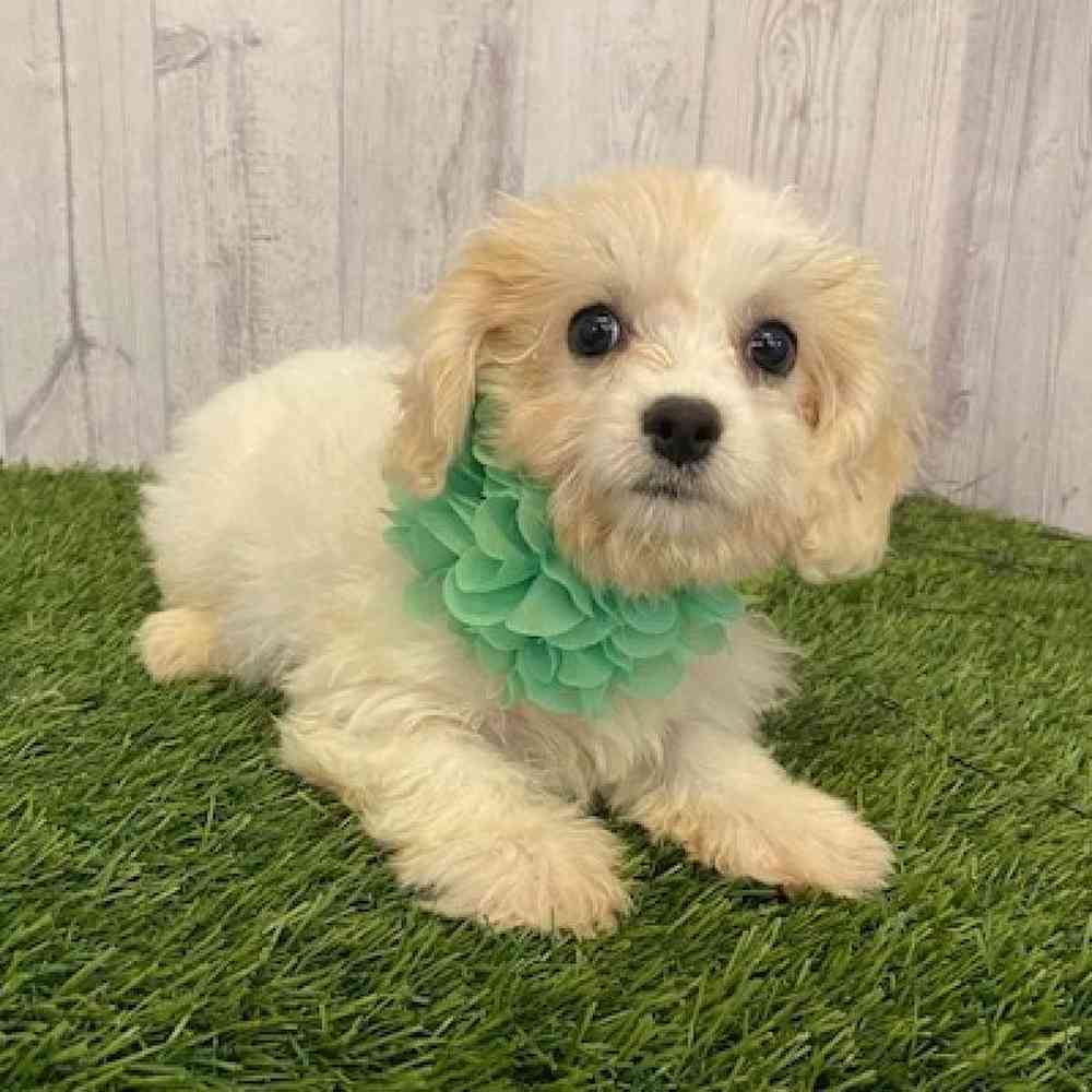 Female Cavachon Puppy for sale