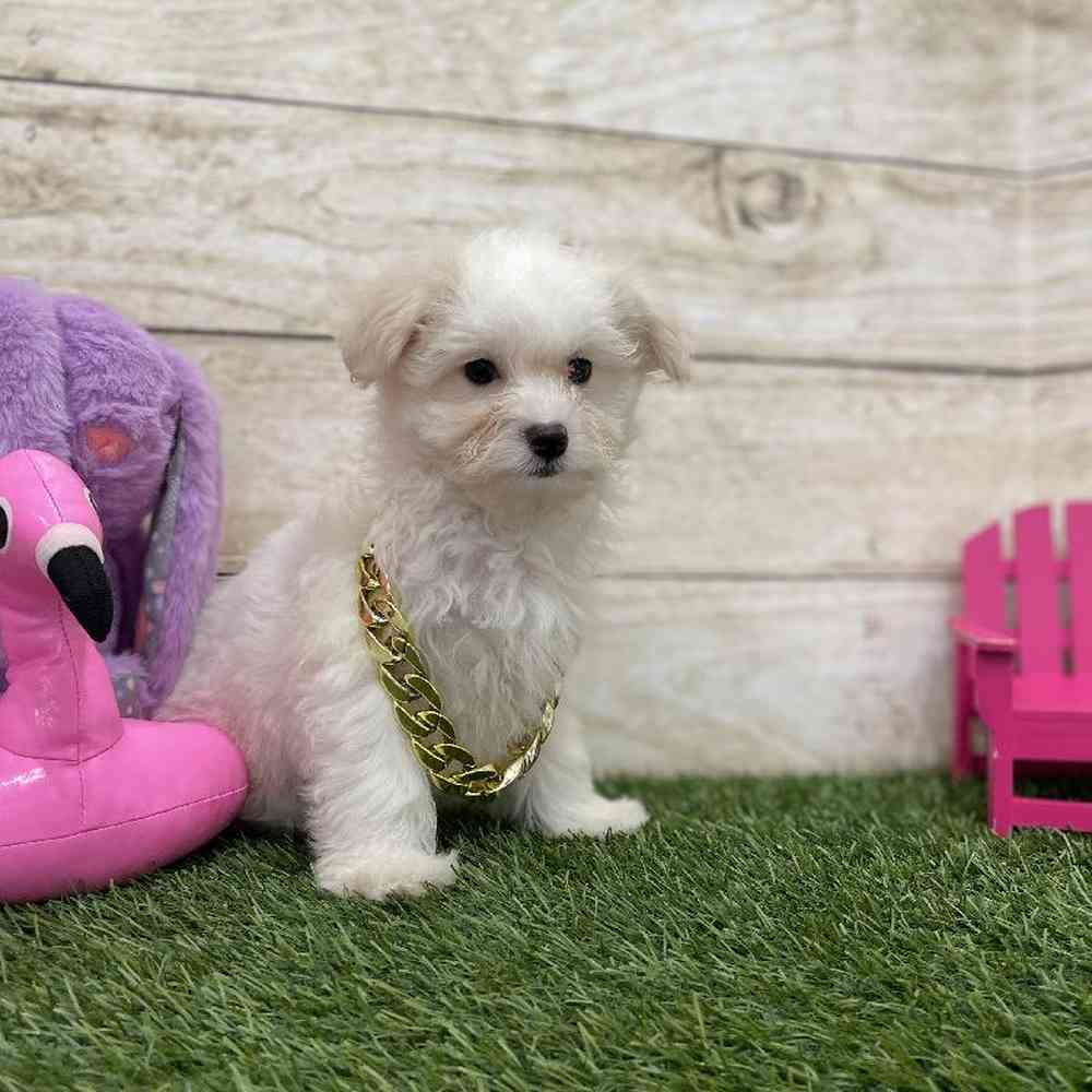 Male Coton De Tulear Puppy for Sale in Braintree, MA