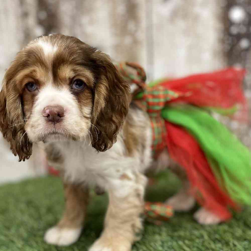 Female Cocker Spaniel Puppy for Sale in Braintree, MA