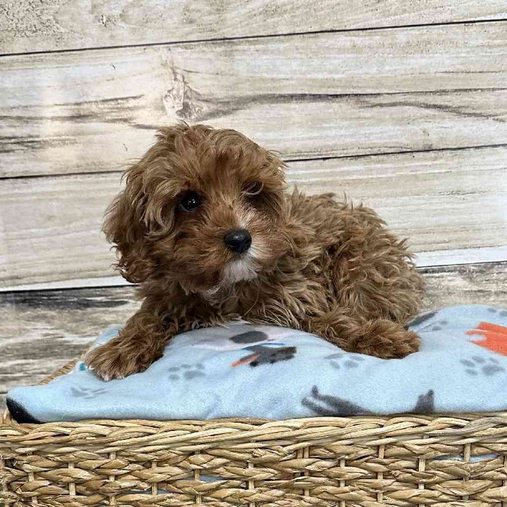 Male Cavapoo Puppy for Sale in Saugus, MA