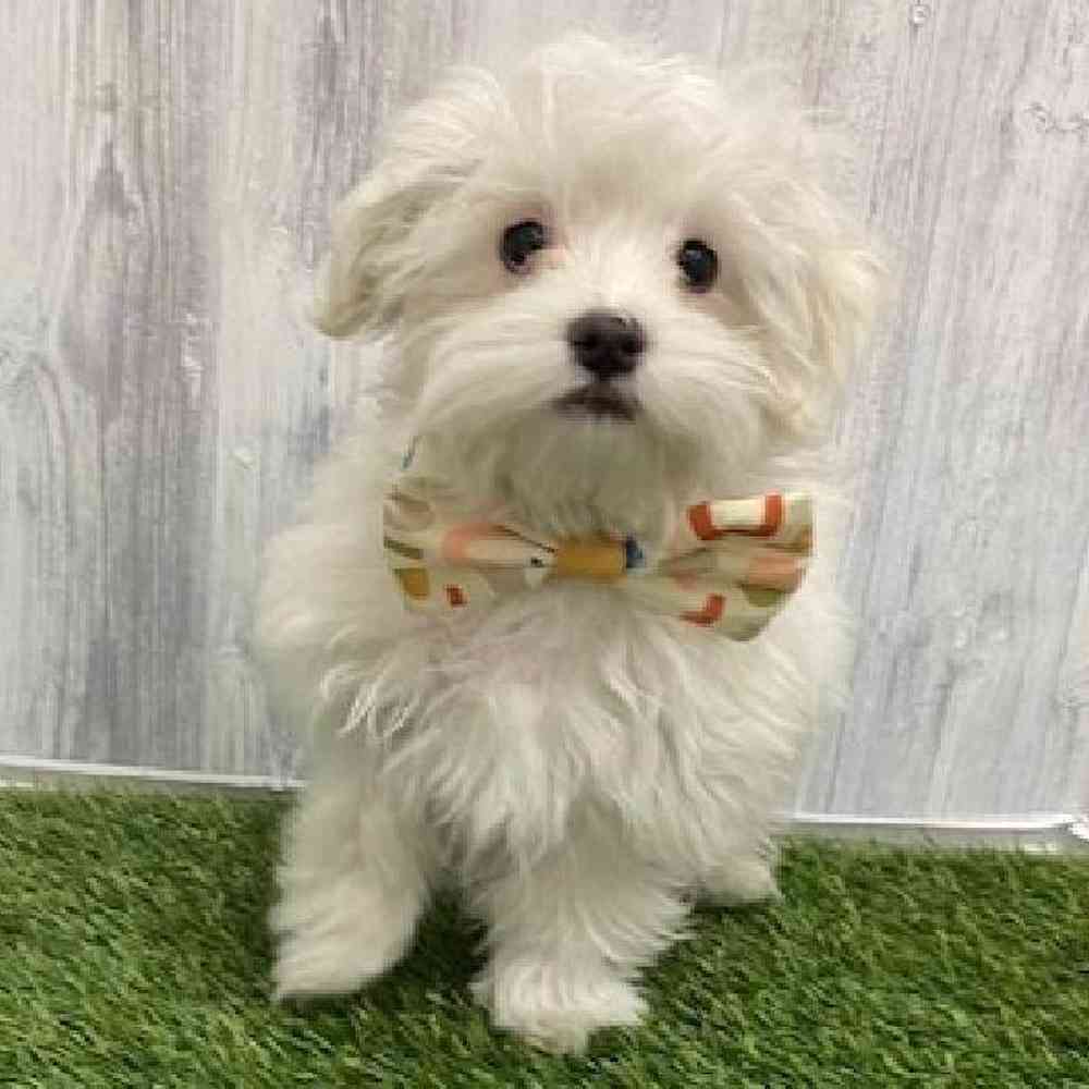 Male Maltese Puppy for Sale in Braintree, MA