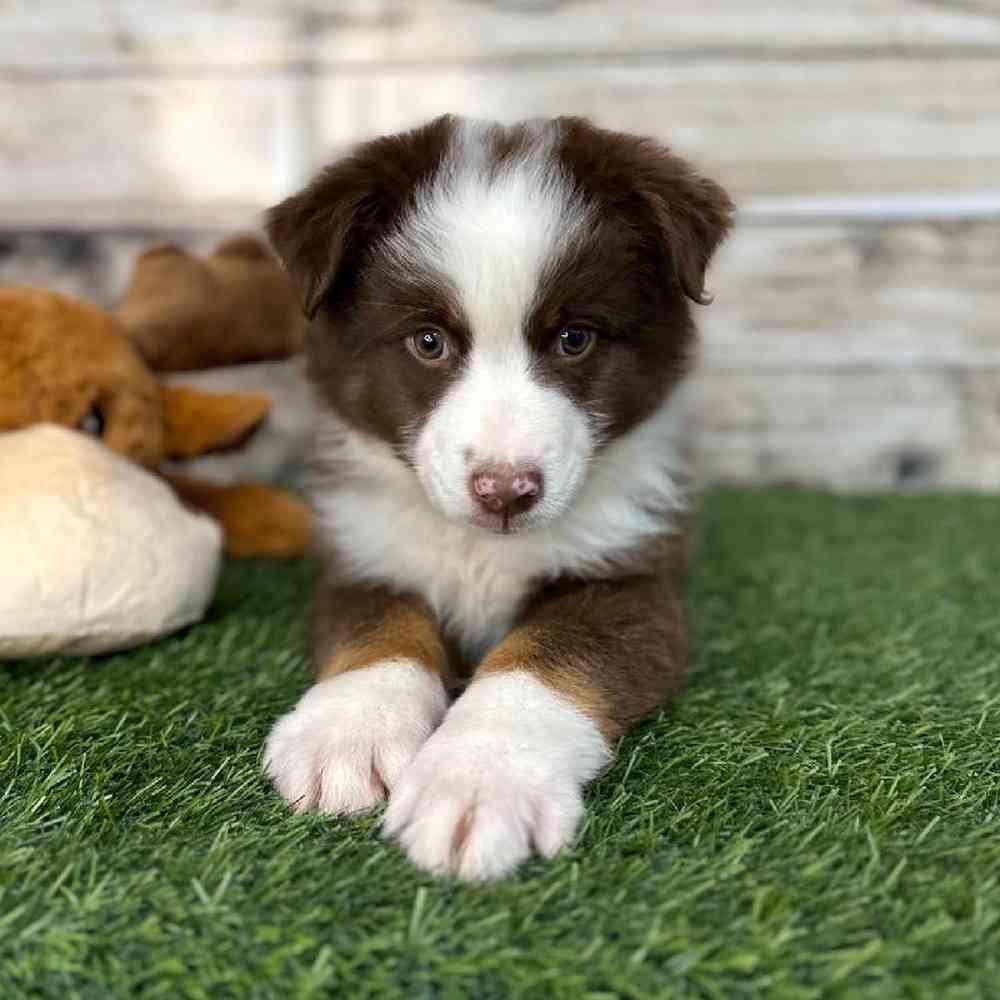 Male Australian Shepherd Puppy for Sale in Saugus, MA