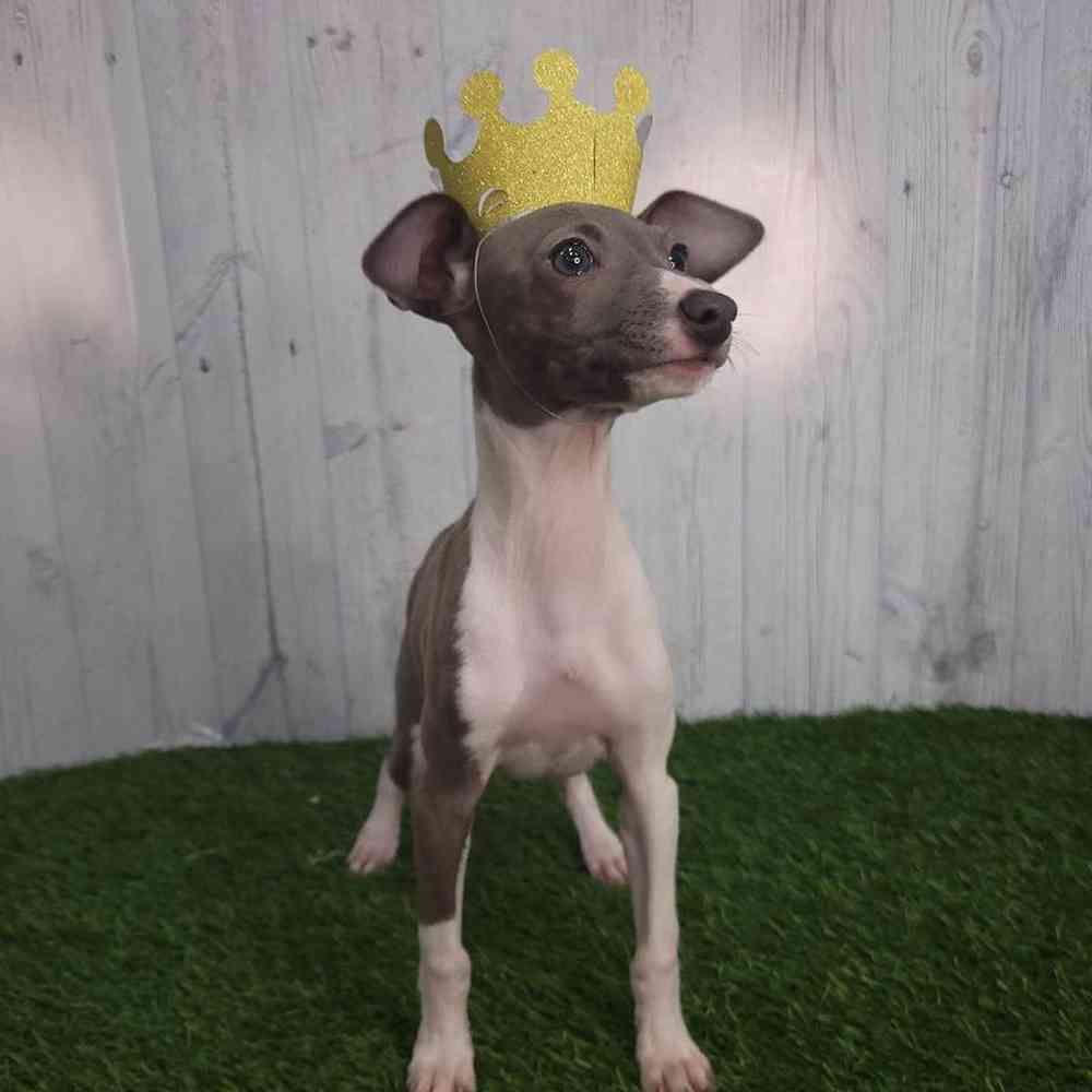 Female Italian Greyhound Puppy for sale