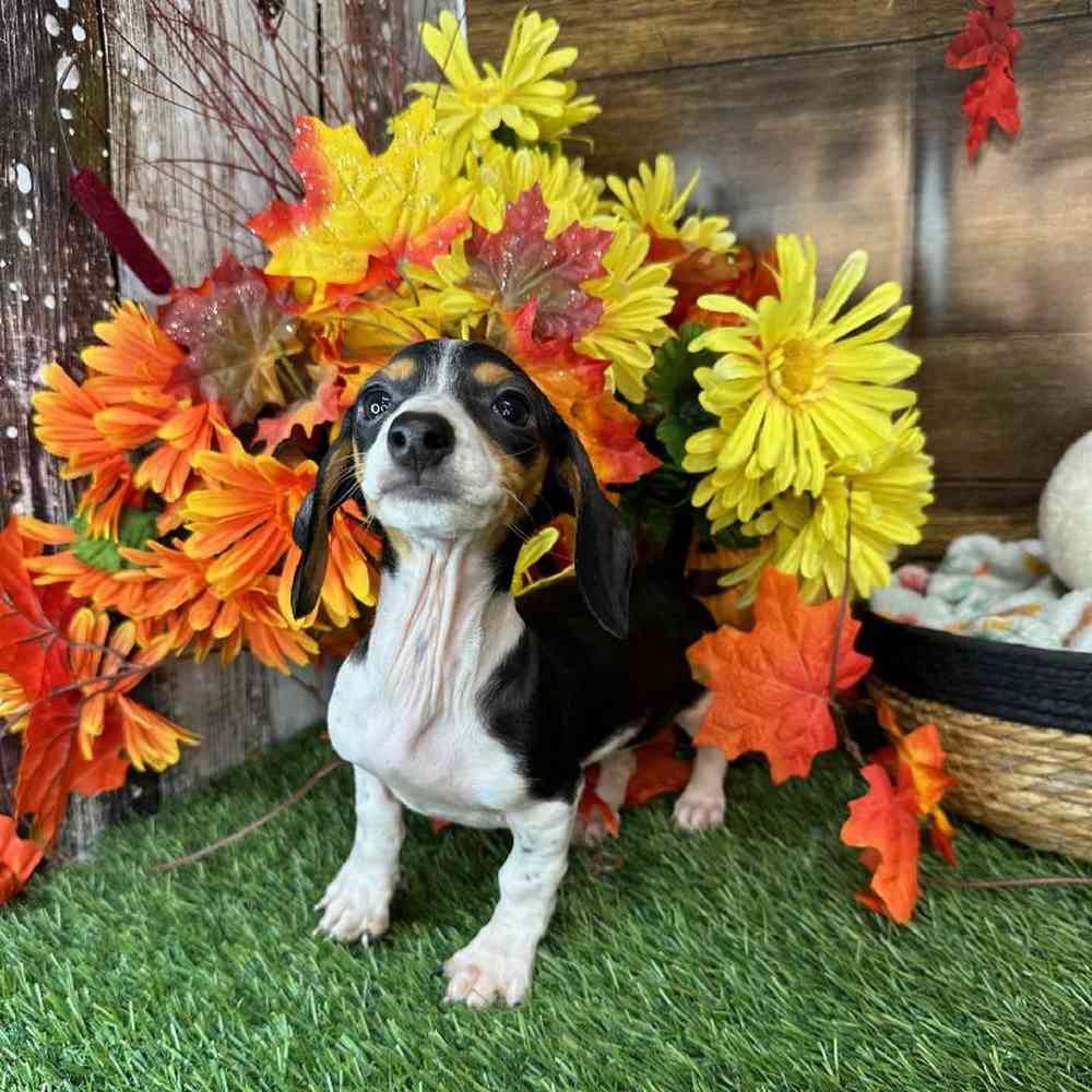 Male Dachshund Puppy for Sale in Saugus, MA