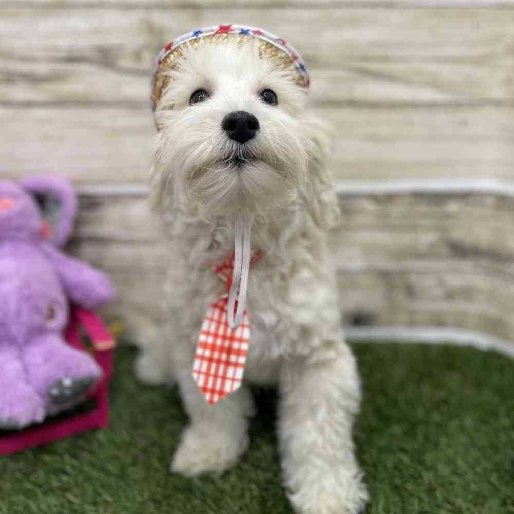 Male Schnoodle Puppy for Sale in Braintree, MA