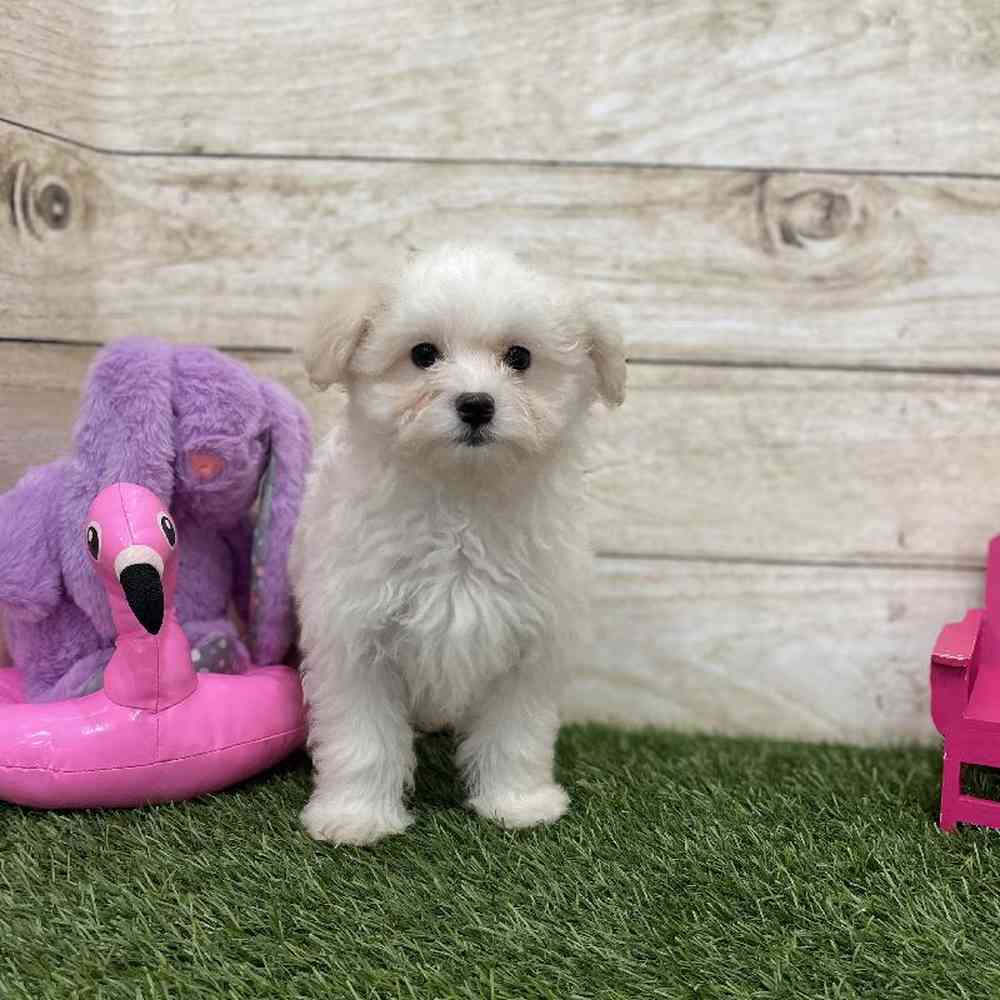 Male Coton De Tulear Puppy for Sale in Braintree, MA