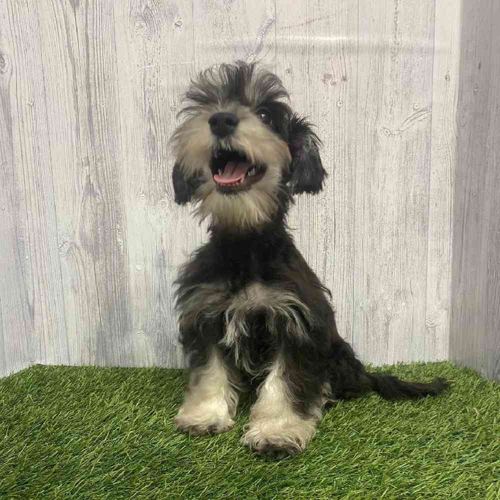 Female Chonzer (Bichon/Min Schnauzer) Puppy for Sale in Saugus, MA