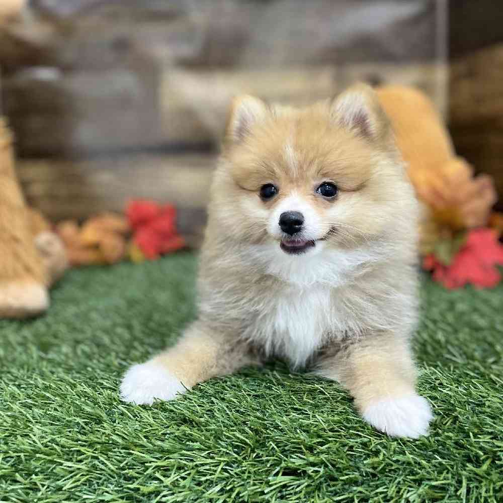 Kong pomeranian outlet
