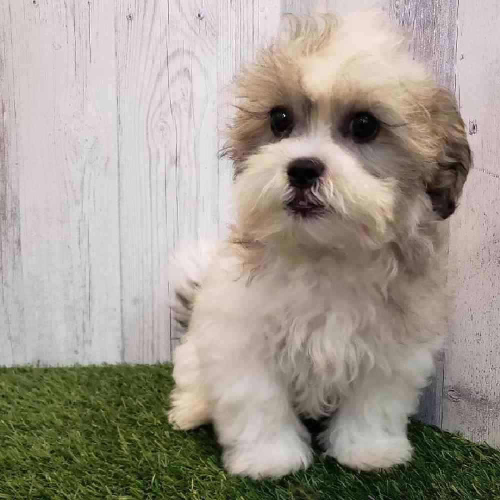 Male Teddy Bear (Zuchon) Puppy for sale