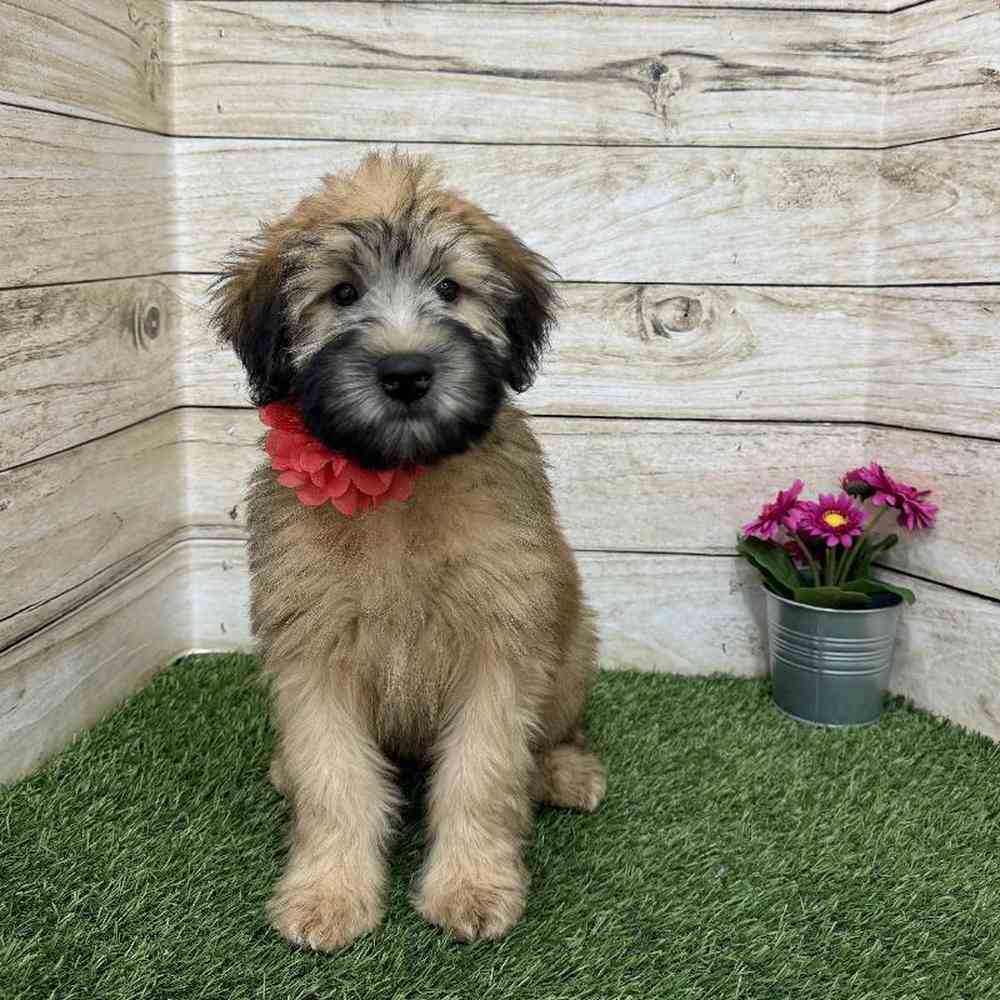 Female Soft Coated Wheaten Terrier Puppy for Sale in Braintree, MA