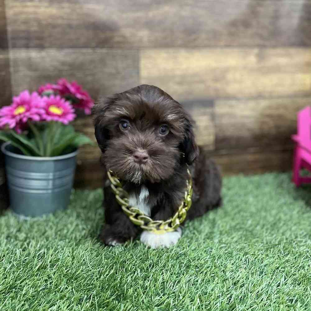 Male Havanese Puppy for Sale in Braintree, MA