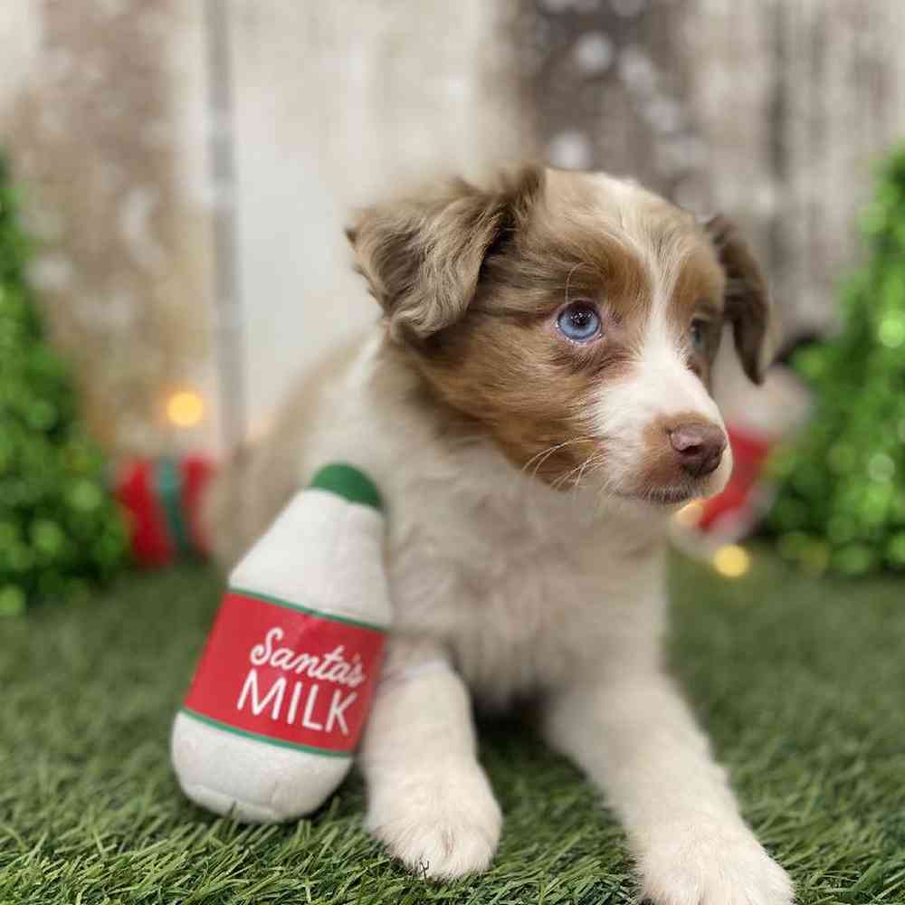 Female Australian Shepherd Puppy for Sale in Braintree, MA
