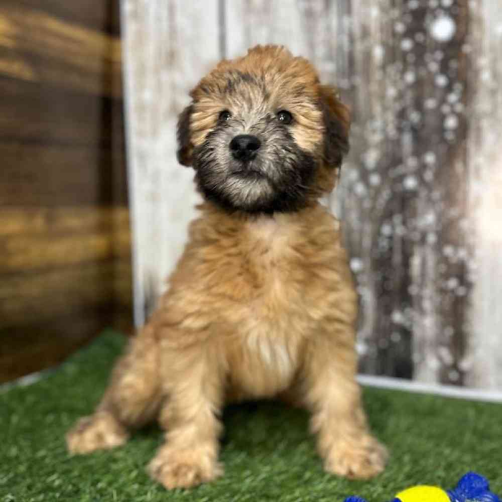 Female Soft Coated Wheaten Terrier Puppy for Sale in Saugus, MA