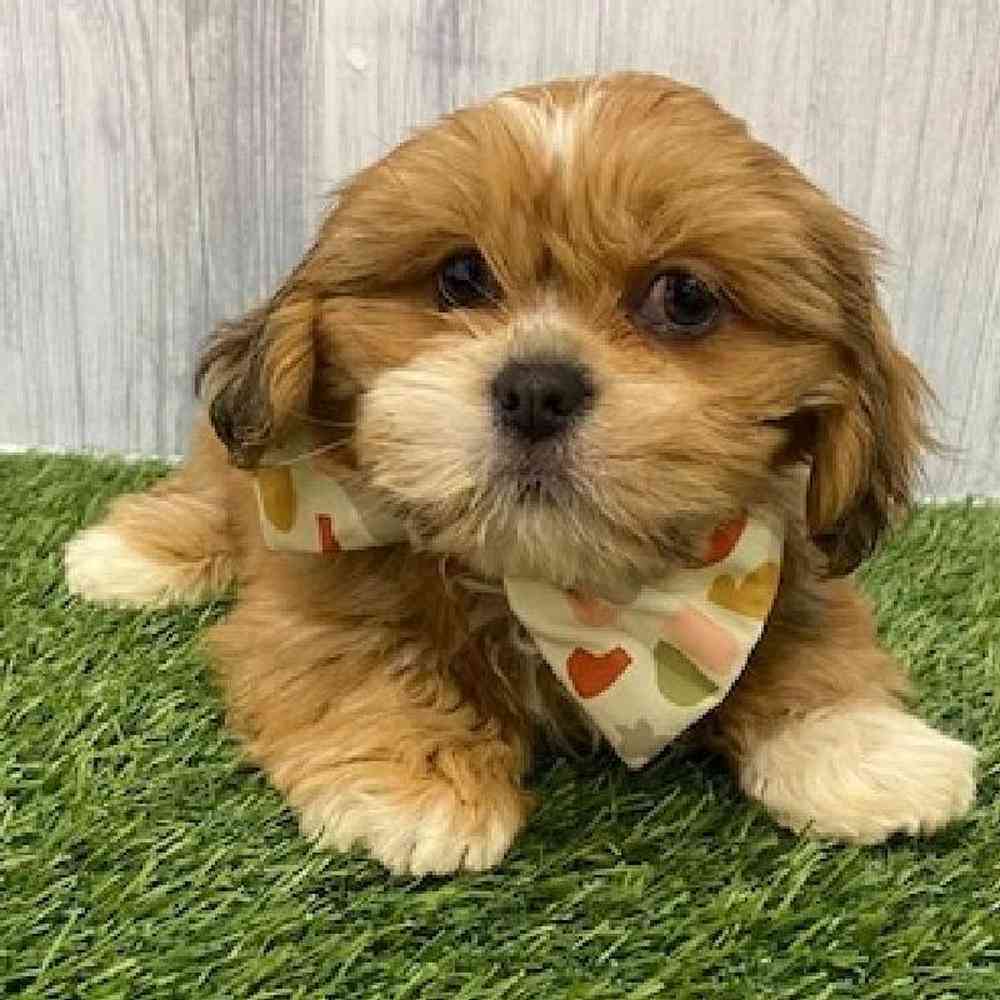 Male Lhasa Apso Puppy for Sale in Braintree, MA