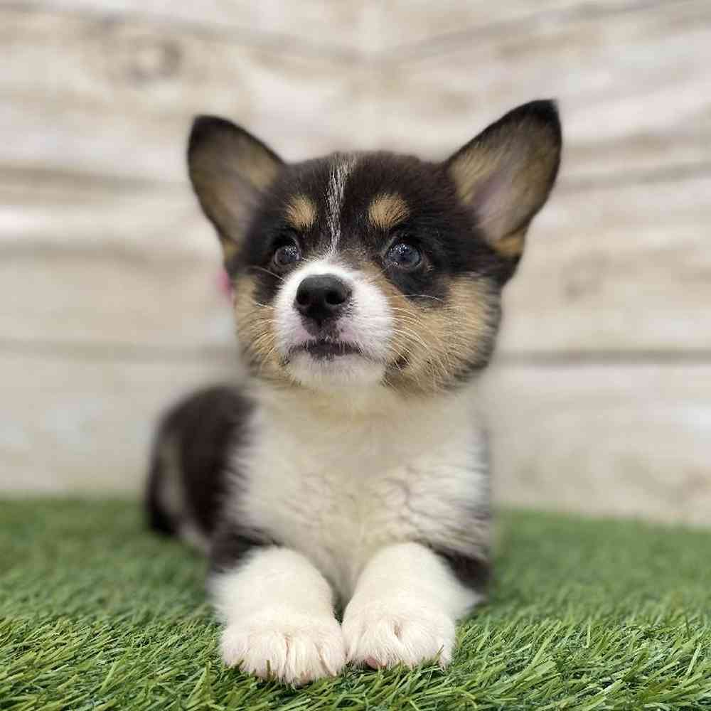 Female Pembroke Welsh Corgi Puppy for Sale in Braintree, MA