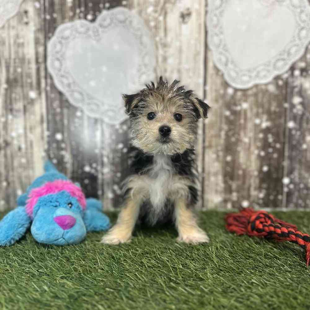 Male Morkie Puppy for Sale in Saugus, MA