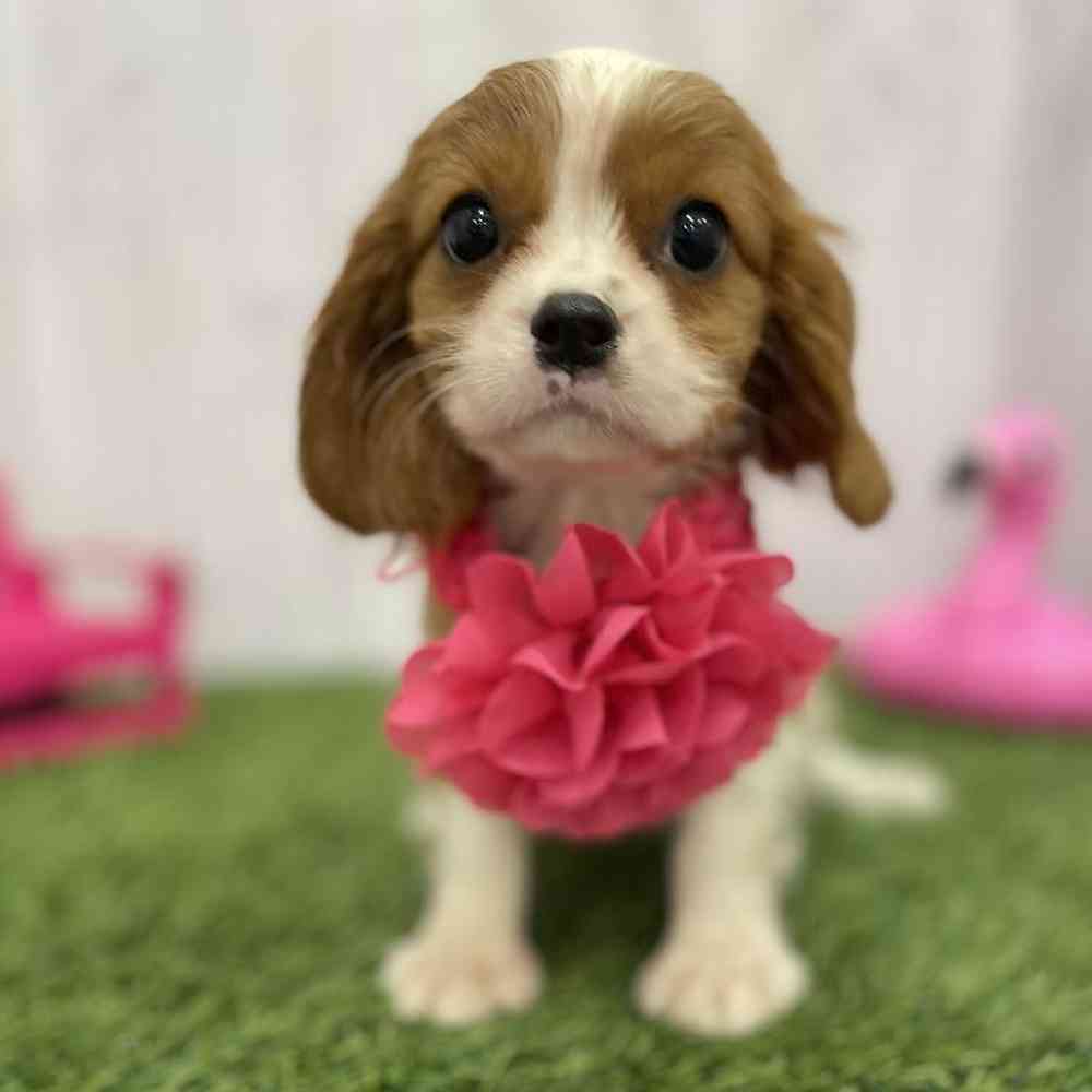 Female Cavalier King Charles Spaniel Puppy for Sale in Braintree, MA