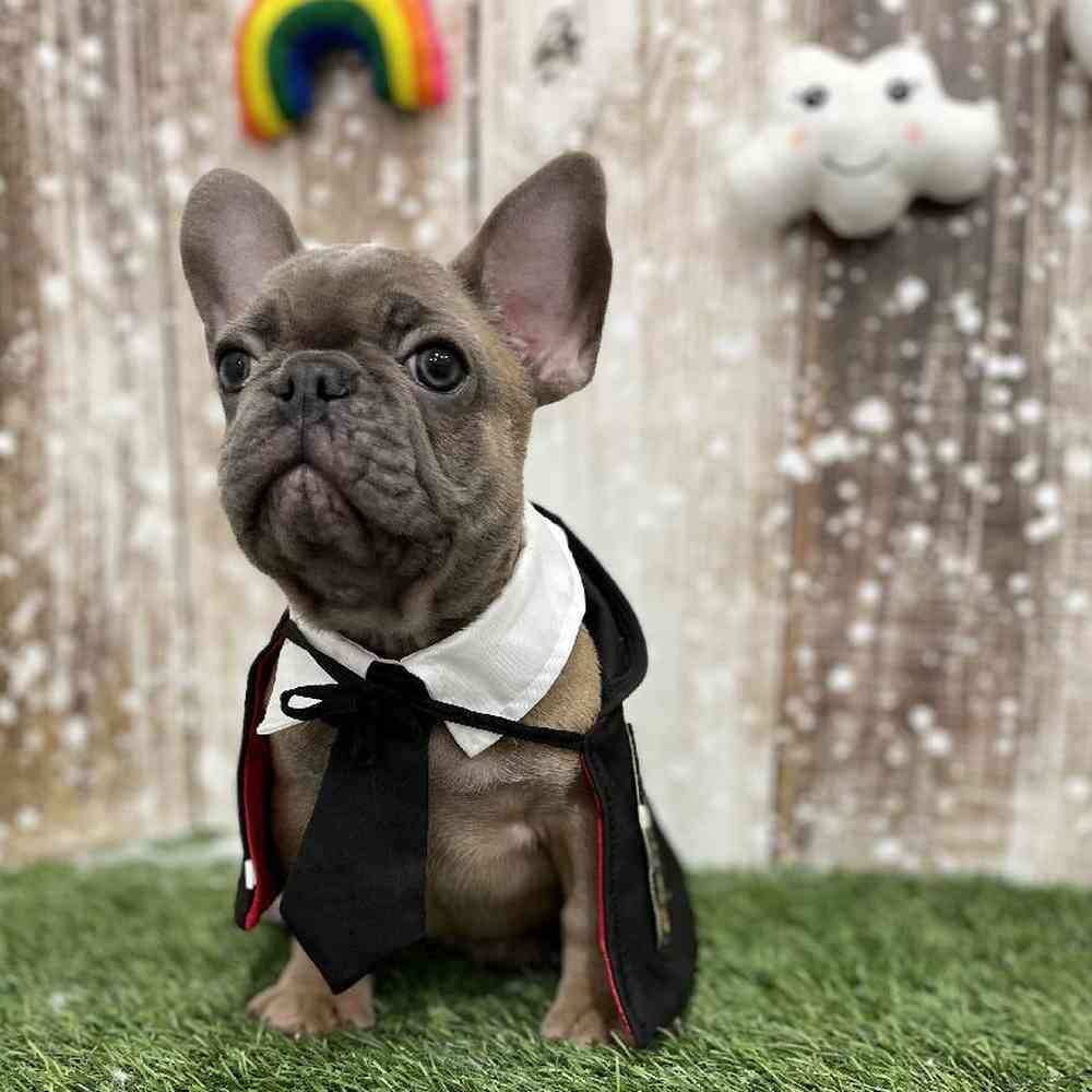 Male French Bulldog Puppy for Sale in Braintree, MA