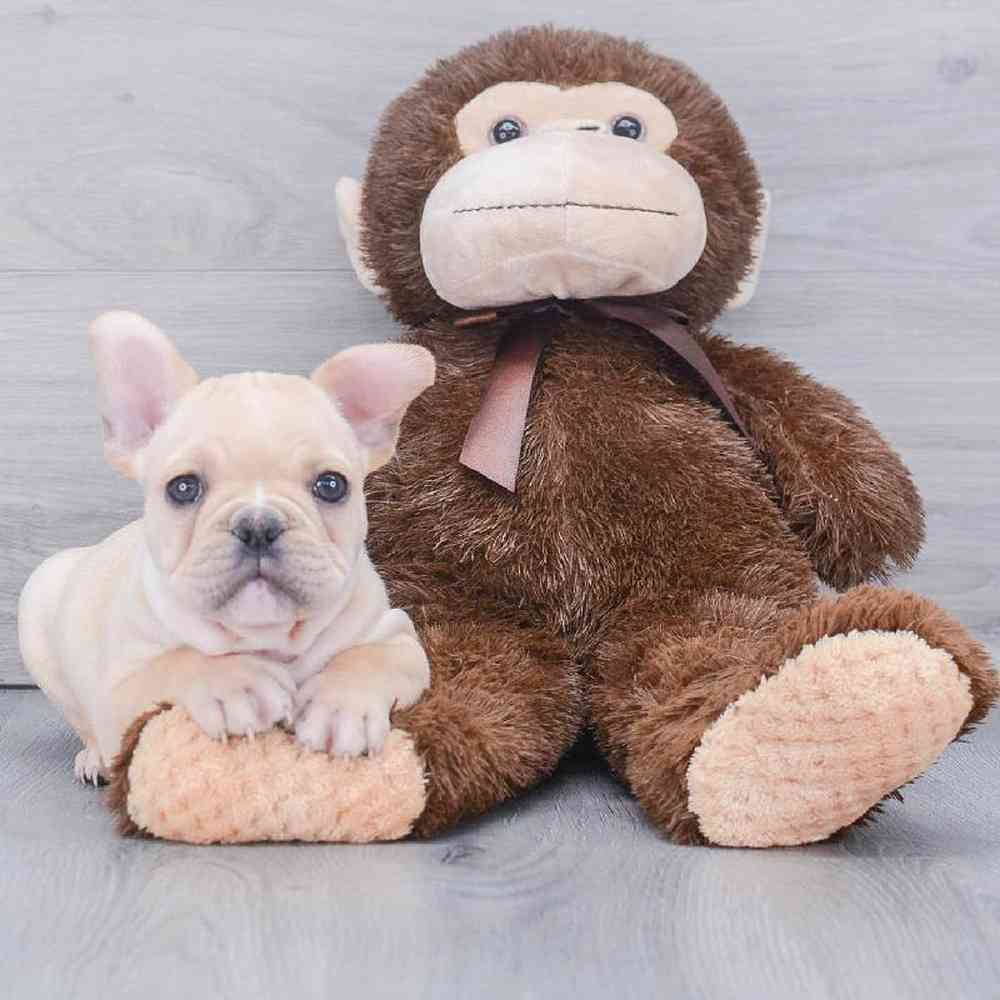 french-bulldog-bronson-144118383762791.jpg