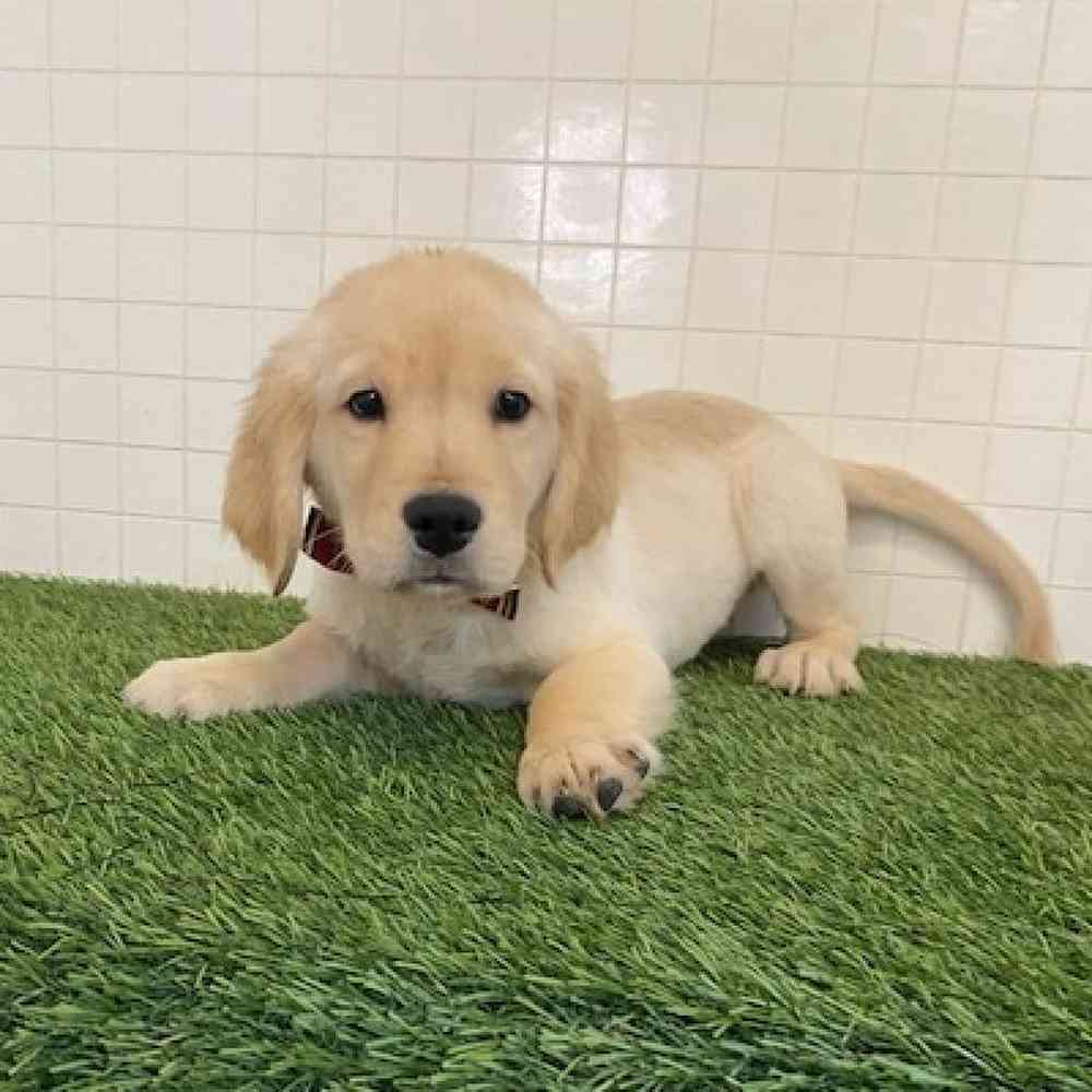Male Golden Retriever Puppy for sale