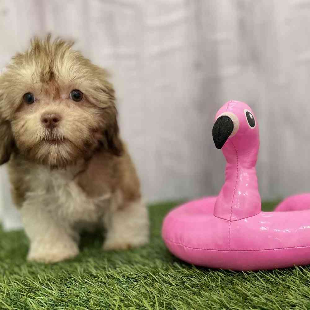 Female Havanese Puppy for Sale in Braintree, MA