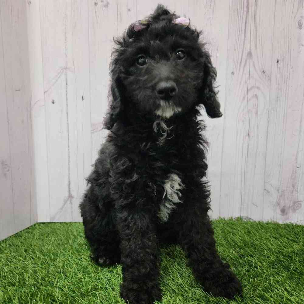 Female Mini Goldendoodle 2nd Gen Puppy for Sale in Braintree, MA