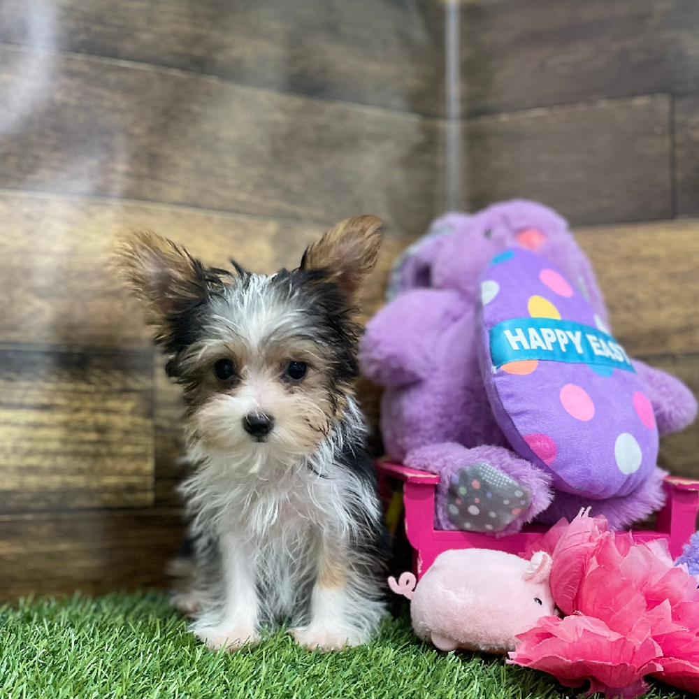 Female Yorkshire Terrier Puppy for Sale in Braintree, MA