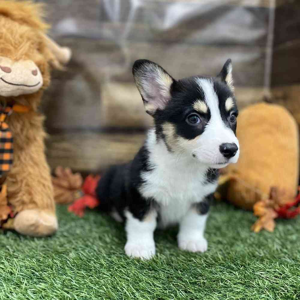 Female Pembroke Welsh Corgi Puppy for Sale in Braintree, MA