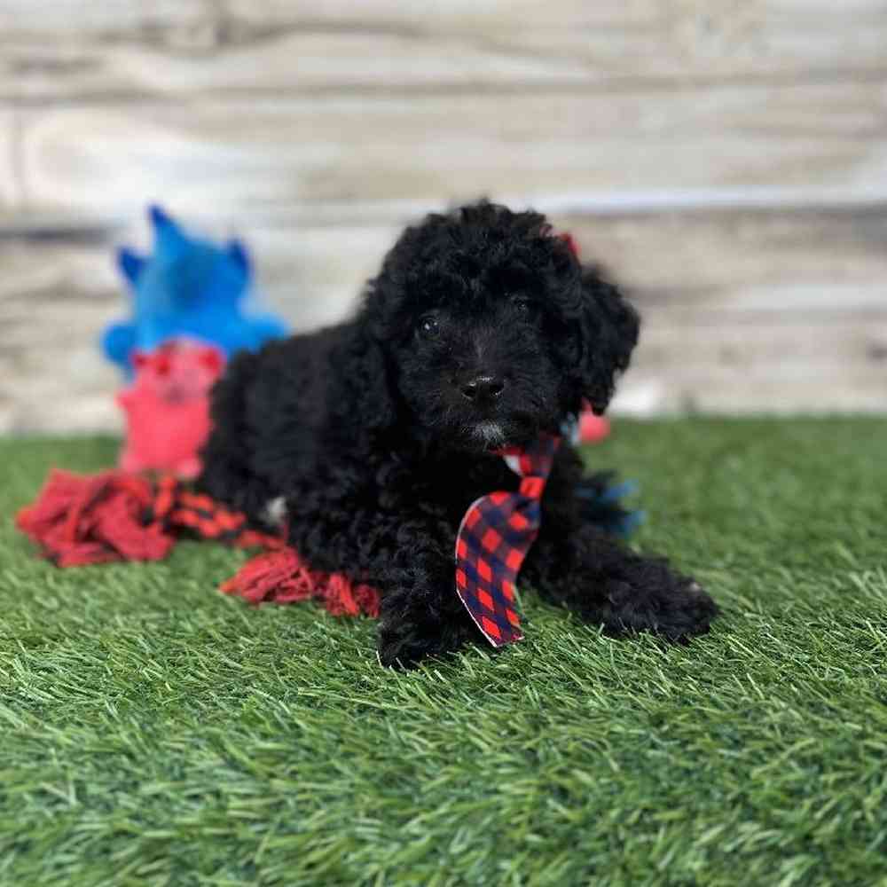Male Poodle (MINI) Puppy for Sale in Saugus, MA