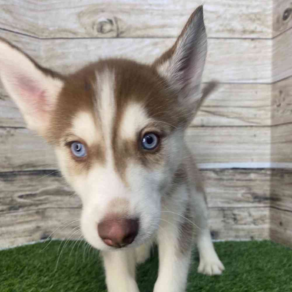 Mass siberian husky deals breeder