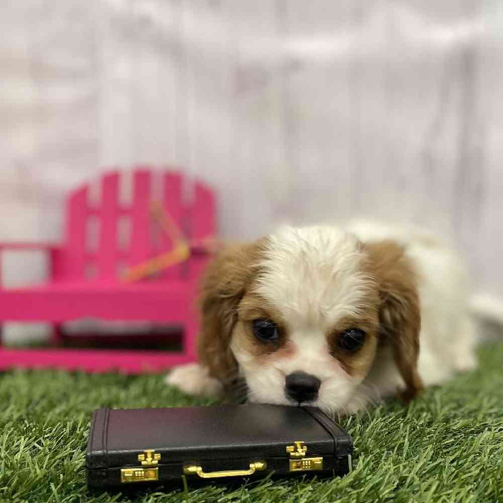 Female Cavalier King Charles Spaniel Puppy for Sale in Braintree, MA