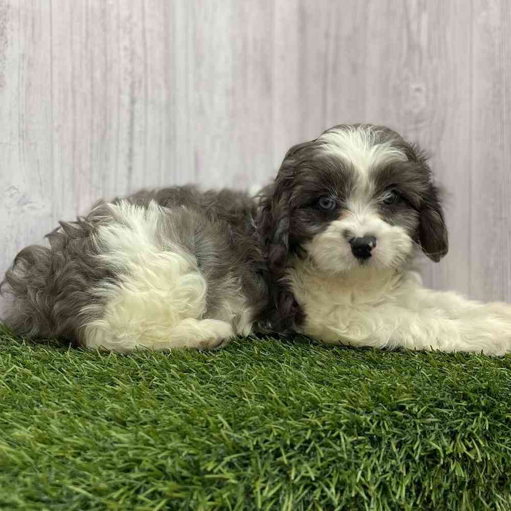 Female Cavapoo Puppy for Sale in Braintree, MA