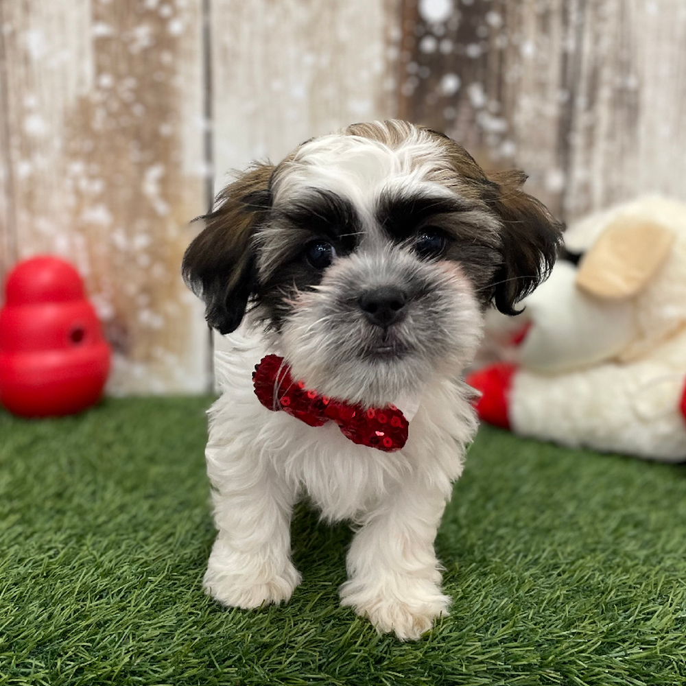 Male Teddy Bear (Zuchon) 2nd Gen Puppy for Sale in Braintree, MA