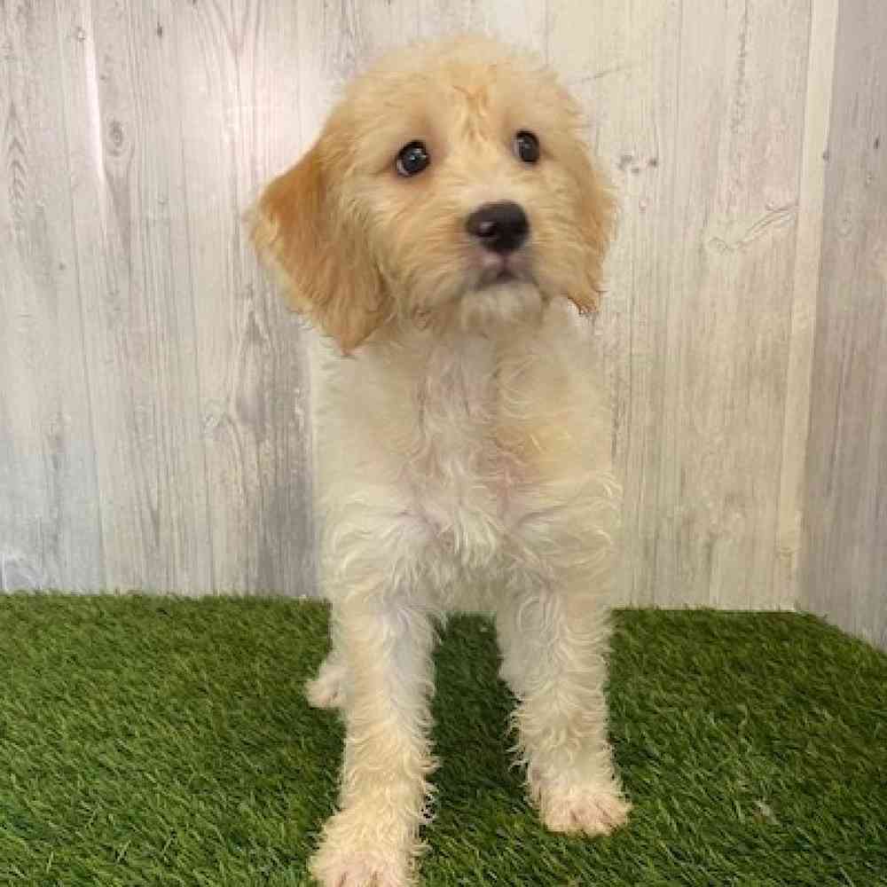 Female Mini Labradoodle Puppy for sale