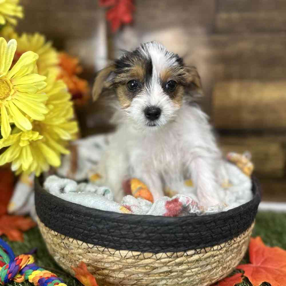 Female Biewer Yorkshire Terrier Puppy for Sale in Saugus, MA