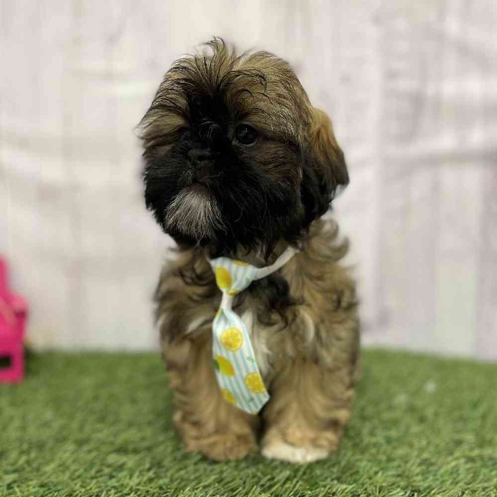 Male Shih Tzu Puppy for Sale in Braintree, MA