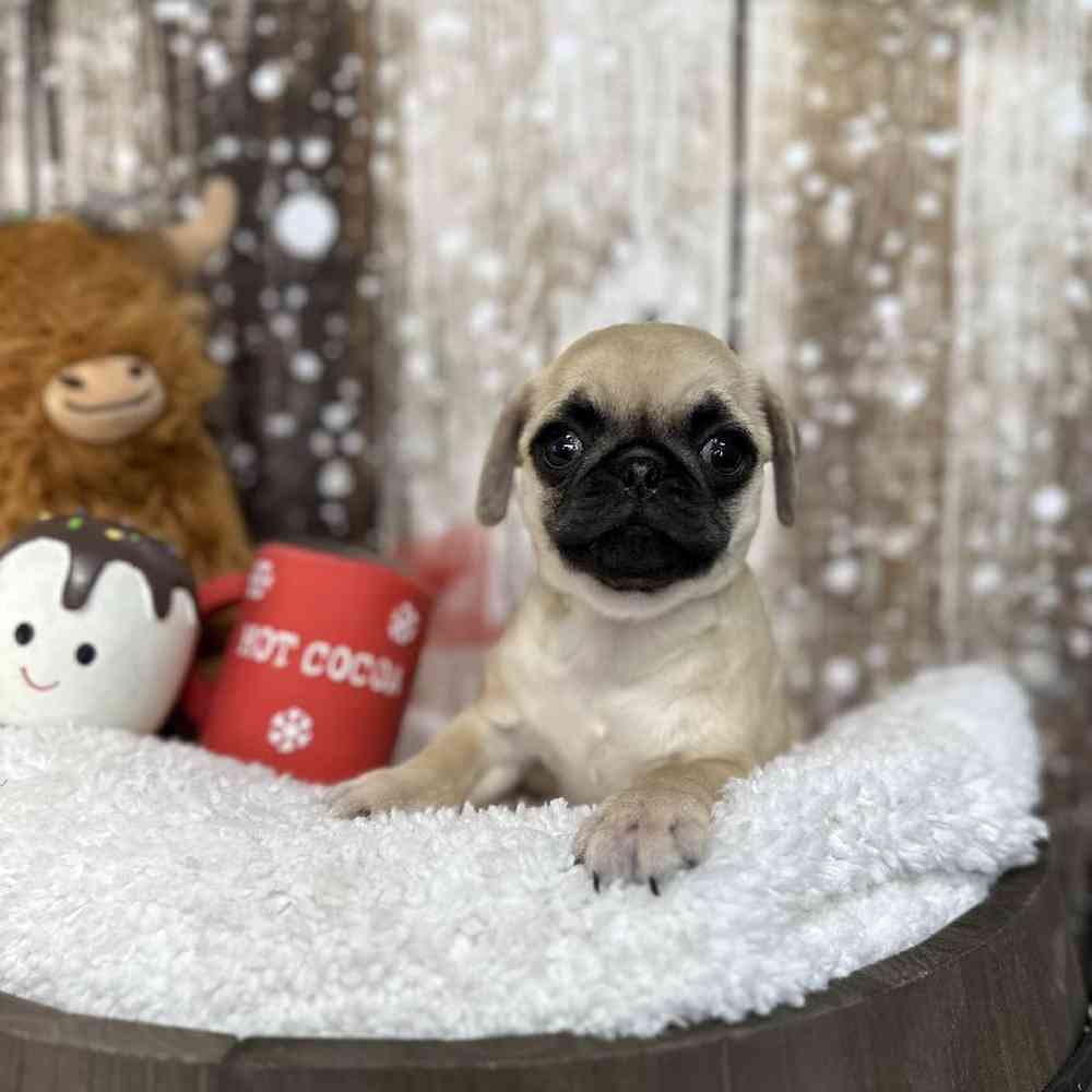 Female Pug Puppy for Sale in Saugus, MA