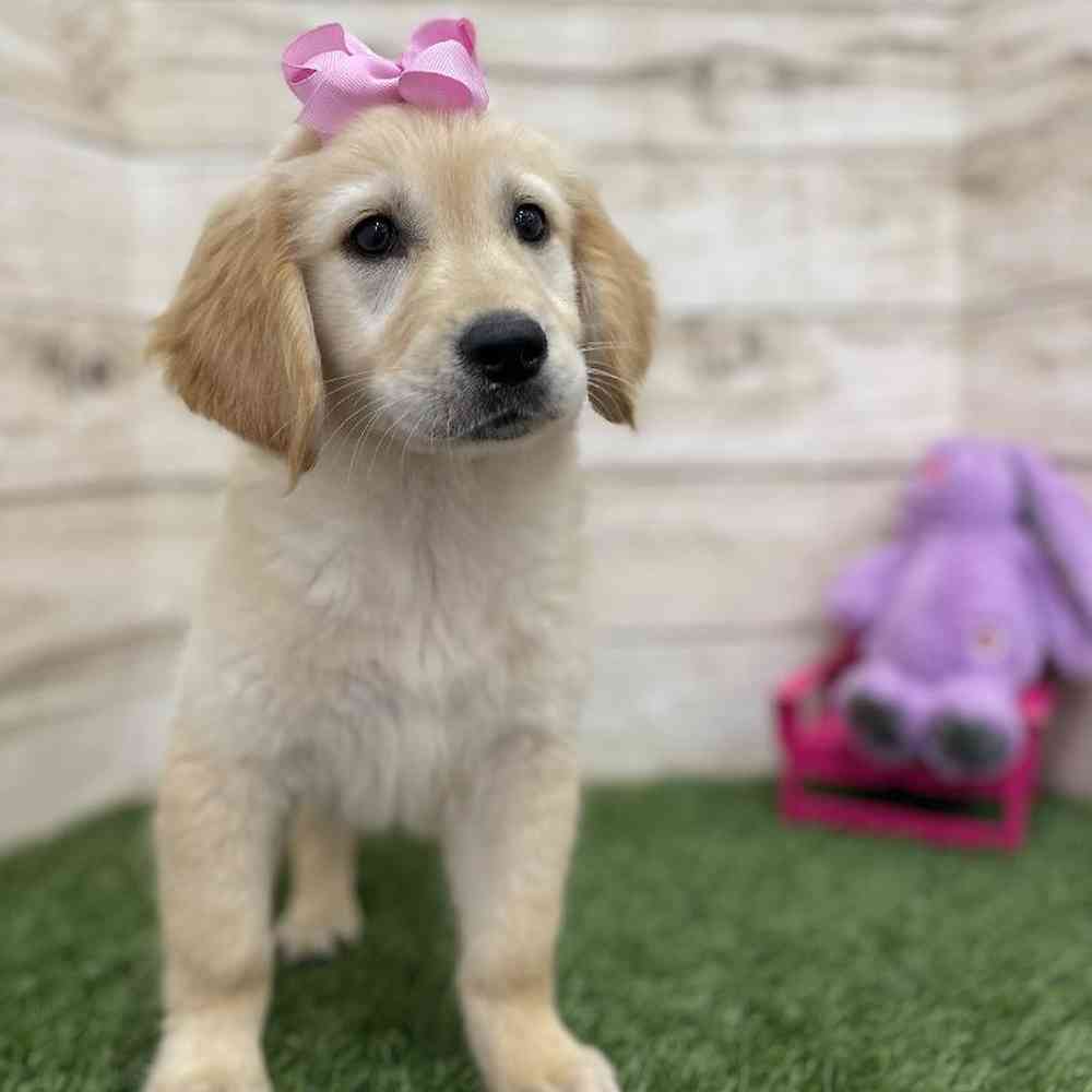Female Golden Retriever Puppy for Sale in Braintree, MA