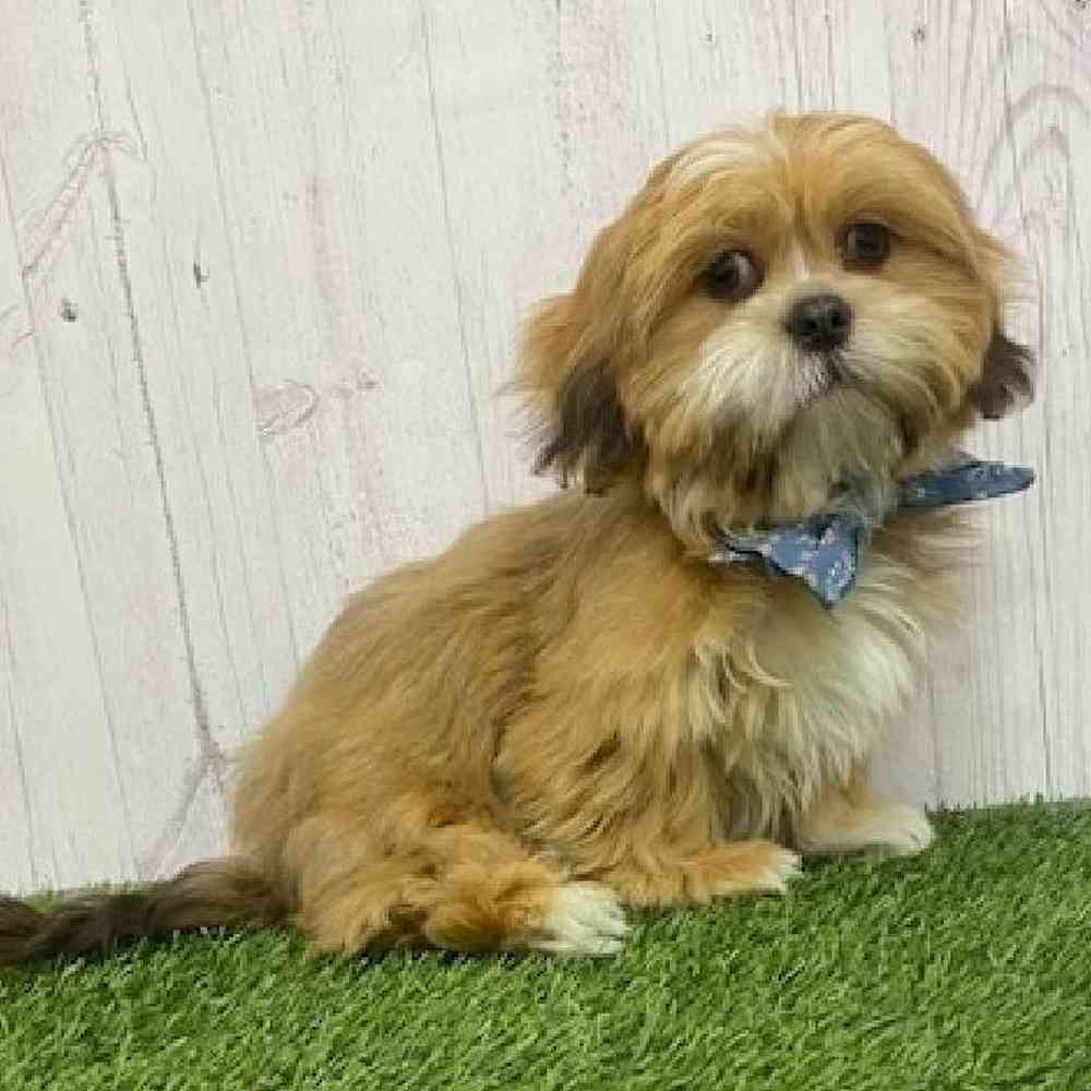 Male Lhasa Apso Puppy for Sale in Braintree, MA